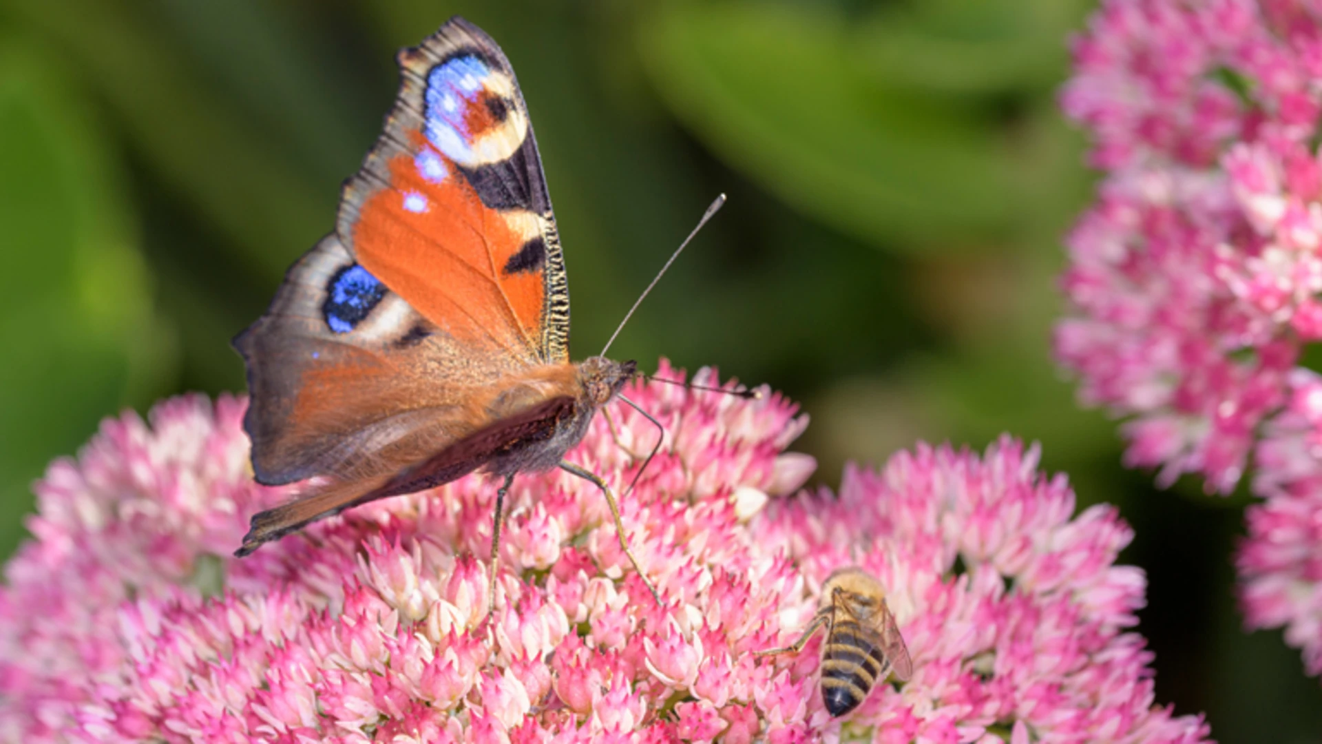 Schmetterling sitzt auf einer pinken Blume