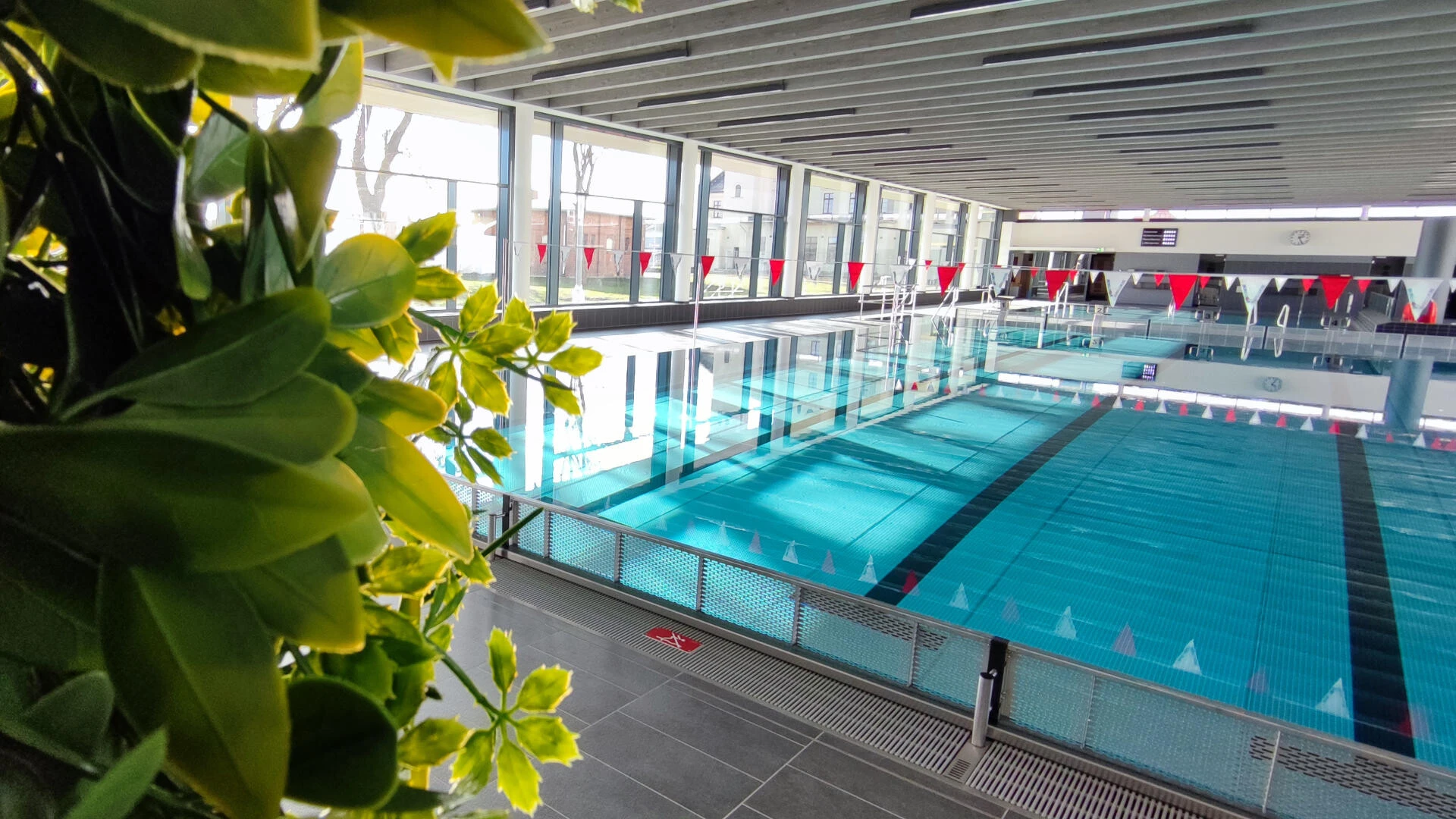 Bild eines Schwimmbeckens mit einem grünen Busch im Vordergrund