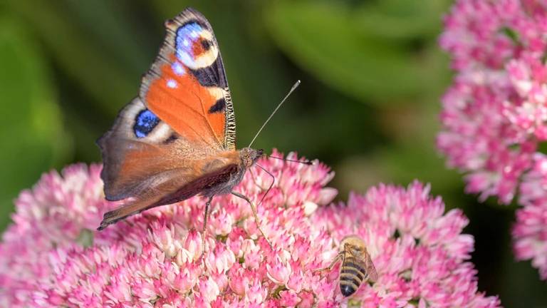 Schmetterling sitzt auf einer pinken Blume