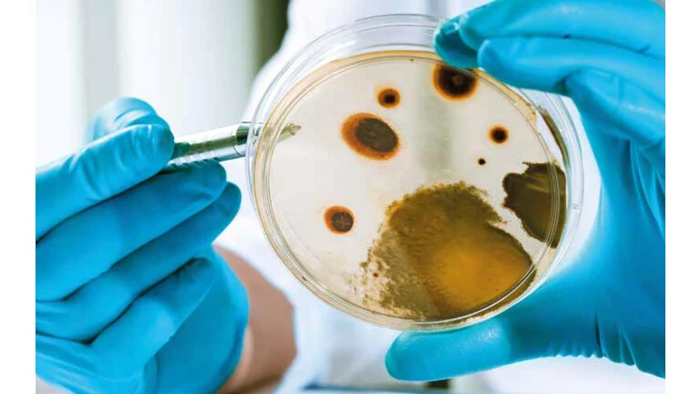 Zwei Hände in blauen Handschuhen pipettieren einen Schimmelpilz als Schritt in der Schimmelsanierung