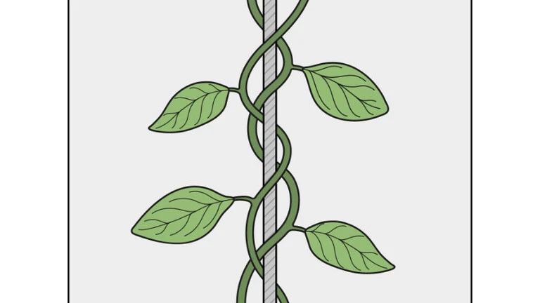 Grafik der Pflanzenart Schlinger