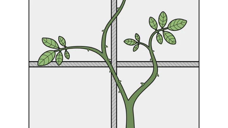 Grafik der Pflanzenart Spreizklimmer