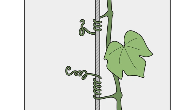 Grafik der Pflanzenart Sprossranker
